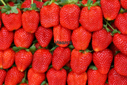 Клубника "Фестивальная", саженец 1 шт