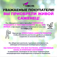 Виноград "Супер Экстра", саженец 1 шт фото 8 Виноград "Супер Экстра", саженец 1 шт фото 8