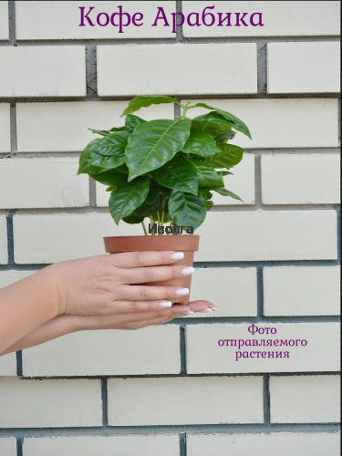 Кофе Арабика фото 5 Кофе Арабика фото 5