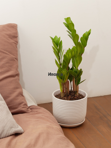 Замиокулькас