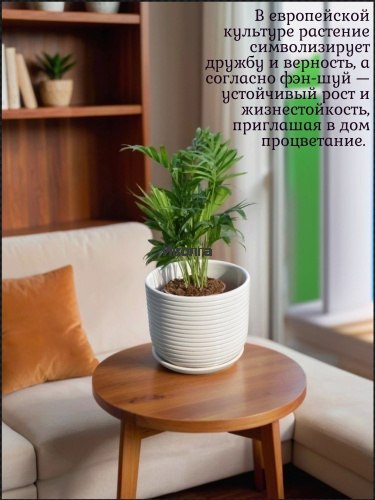 Хамедорея фото 3 Хамедорея фото 3