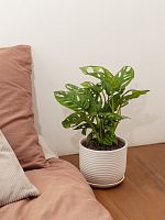 Монстера Адансона