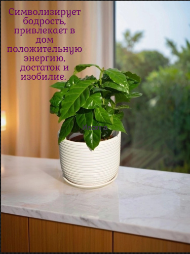 Кофе Арабика фото 3 Кофе Арабика фото 3