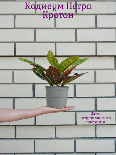 Кодиеум (Кротон) Петра высота 40см фото 5