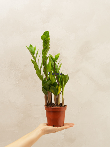 Замиокулькас фото 4