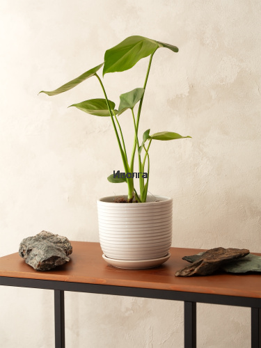 Монстера фото 3