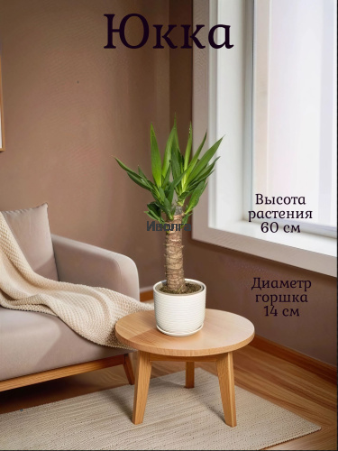 Юкка высота 60см