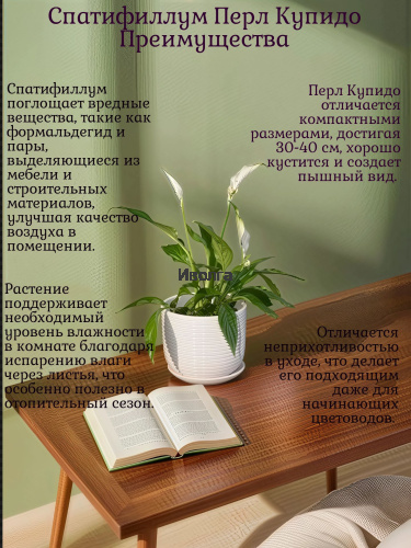 Спатифиллум Перл Купидо фото 4 Спатифиллум Перл Купидо фото 4