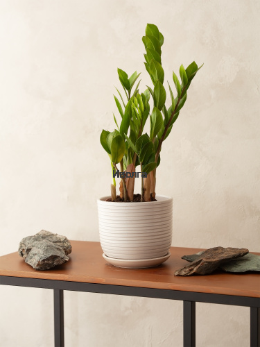 Замиокулькас фото 3