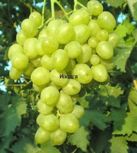 Виноград "Супер Экстра", саженец 1 шт Виноград "Супер Экстра", саженец 1 шт