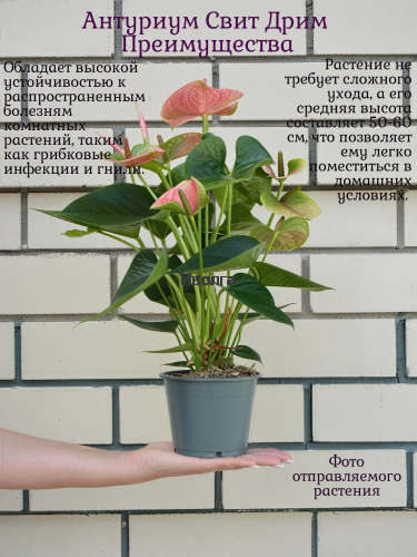 Антуриум Свит Дрим фото 4