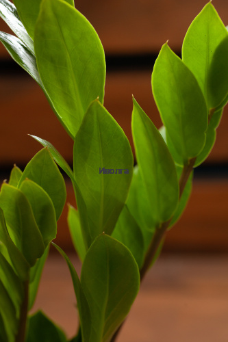 Замиокулькас фото 5