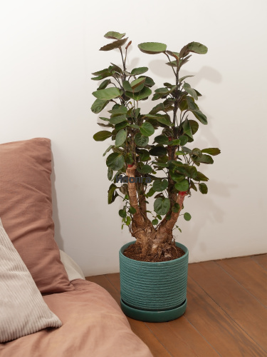 Полисциас Фабиан Вертак Полисциас Фабиан Вертак