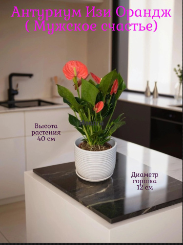 Антуриум Изи Оранж (Мужское счастье) Антуриум Изи Оранж (Мужское счастье)