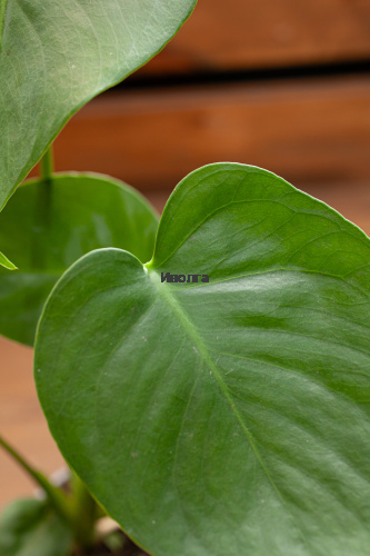 Монстера фото 5